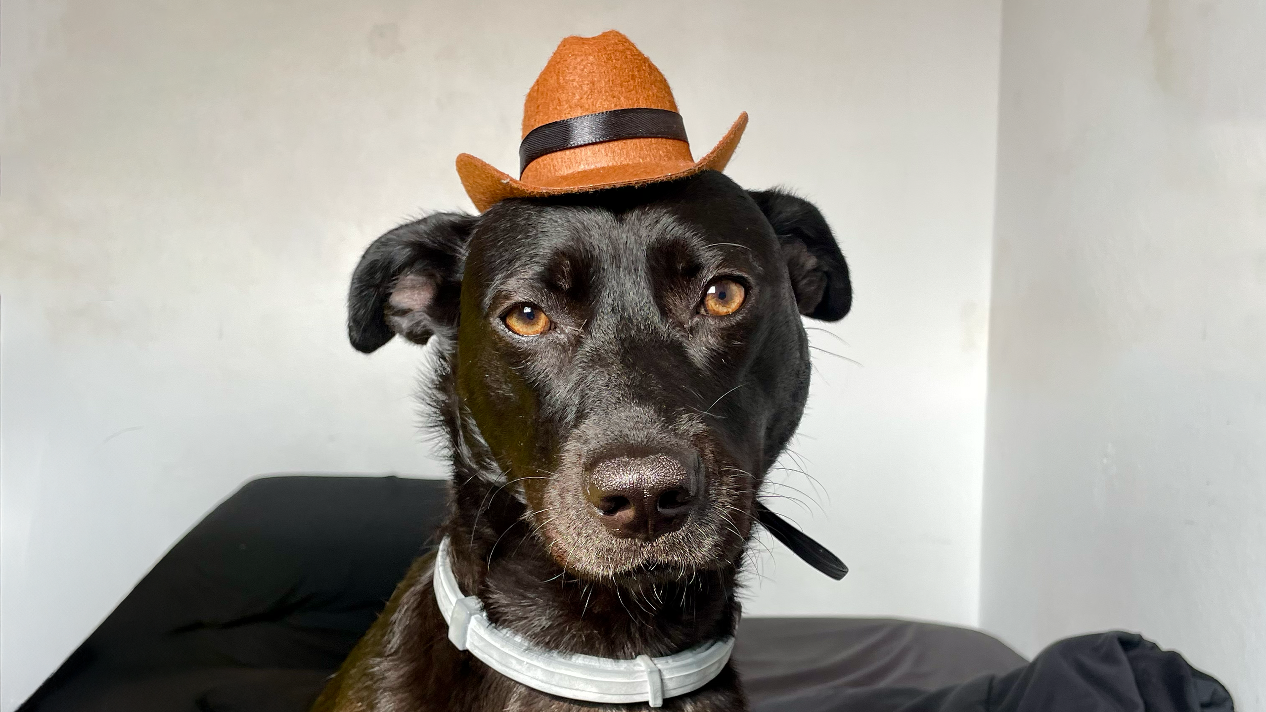 PetEnchente